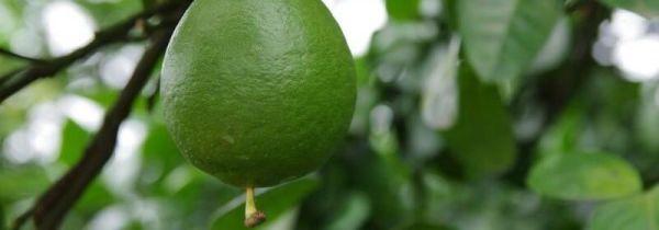 柚子和羊肉一起吃吗