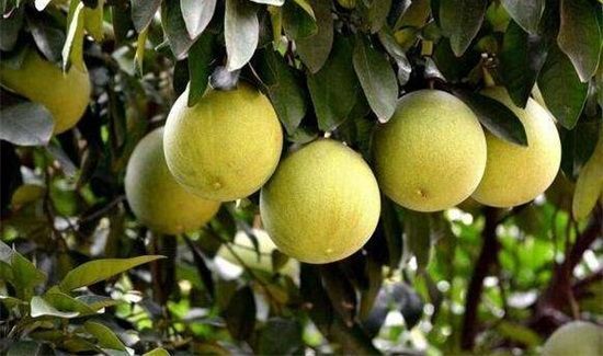 柚子和山楂可以一起吃吗