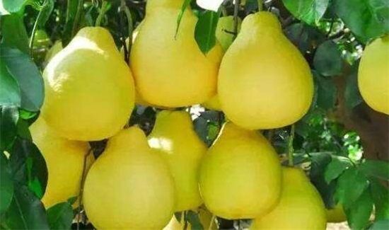 柚子和羊肉一起吃吗