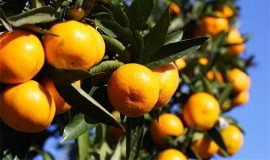 柑子是上火还是去火