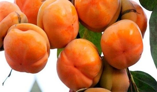 柿子可以和啤酒一起吃