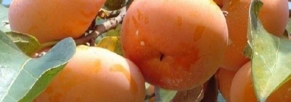 柿子可以和山楂片一起吃吗