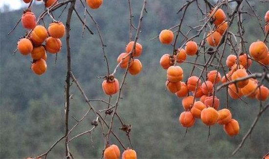柿子与茶能一起吃吗