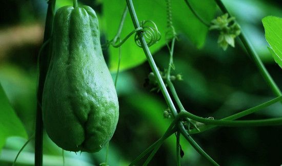 佛手瓜怎样保存不烂