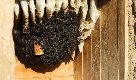 泥巴土蜂窝有什么用