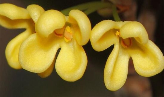 湿桂花可以泡茶吗