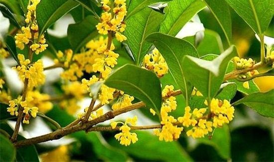 湿桂花可以泡茶吗