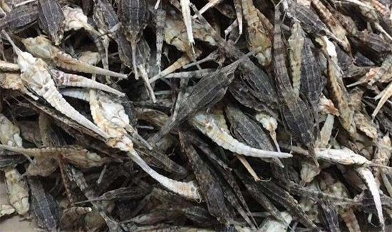 海麻雀的功效与作用及食用方法