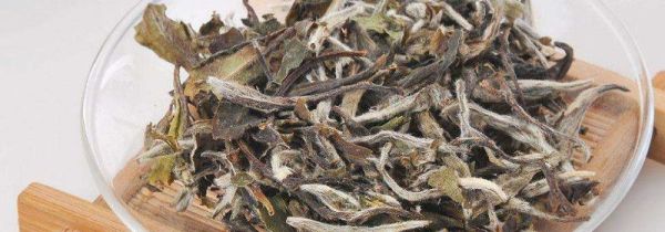 胃不好可以喝白茶吗