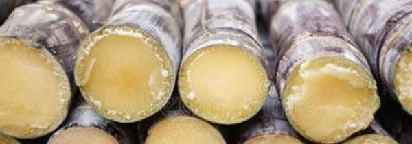 甘蔗怎么保存放的时间长