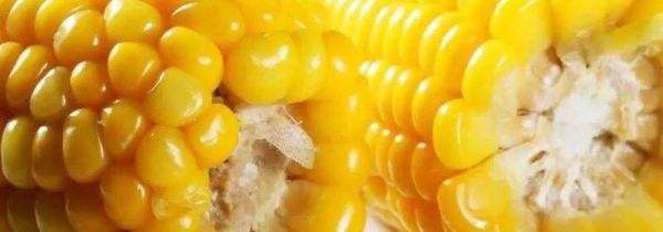 玉米可以和南瓜一起吃吗