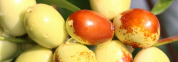 脆枣吃多了有什么坏处