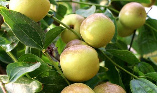 脆枣吃多了有什么坏处