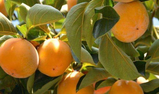 脆柿子可以吃皮吗