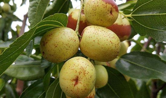 脆枣吃多了有什么坏处