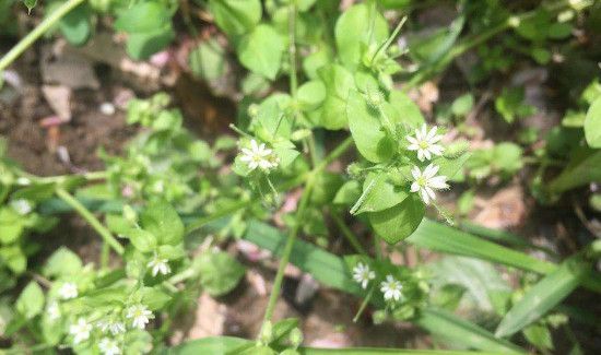 花叶滇苦菜的作用与功效