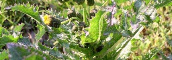 花叶滇苦菜的作用与功效