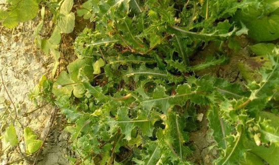 花叶滇苦菜的作用与功效