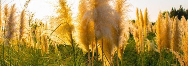 芦苇对爱情有什么含义