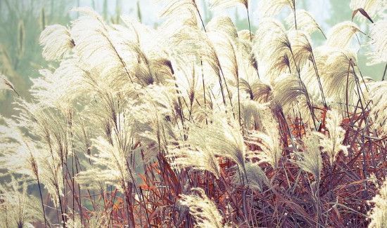 芦苇对爱情有什么含义