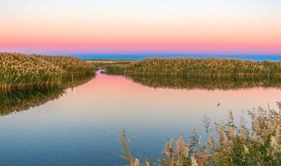 芦苇对爱情有什么含义