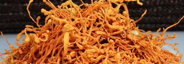 新鲜金孢虫草最佳吃法
