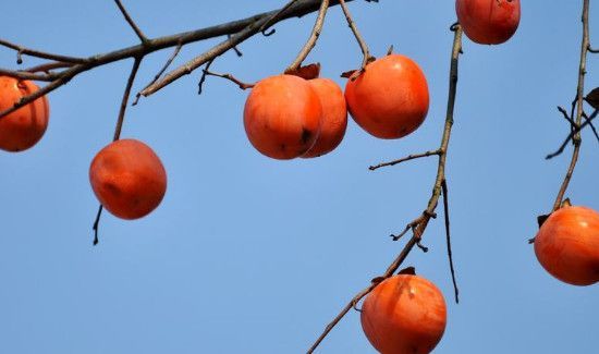 吃了柿子后再吃香蕉会怎样