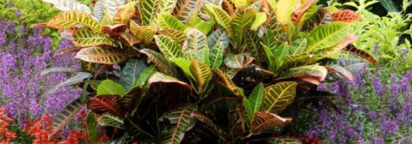 变色木到底有没有毒