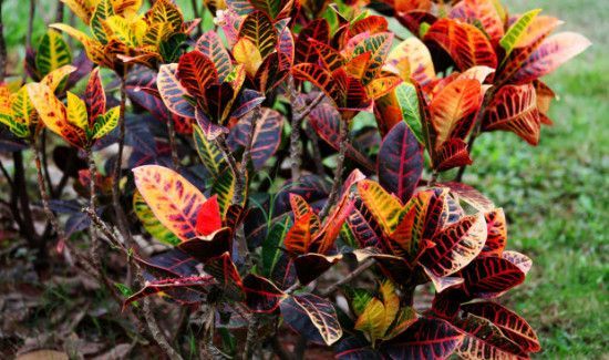 变色木到底有没有毒