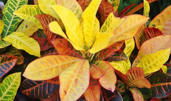 变色木到底有没有毒