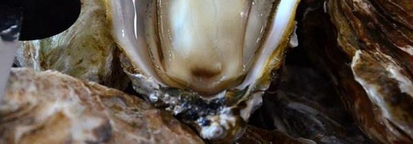 生蚝中间的黑色能吃吗