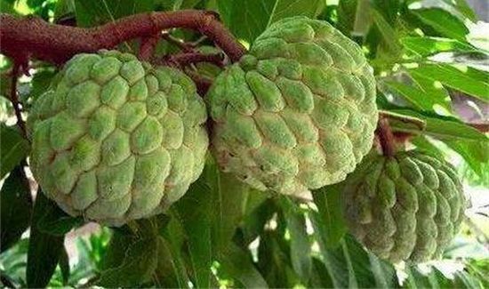 番荔枝的禁忌