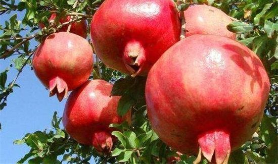 石榴和山楂可以一起吃吗