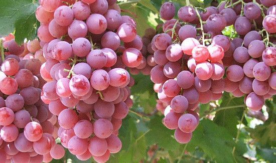 吃红提会发胖吗