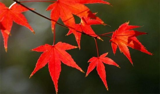 秋天的代表性物品