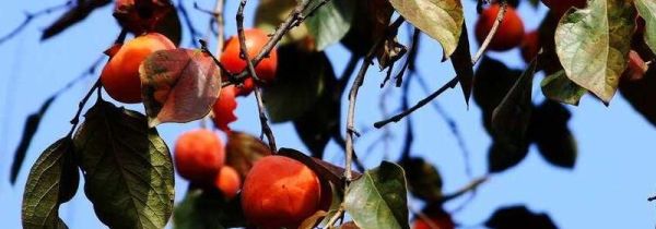 秋柿子不能与什么同吃