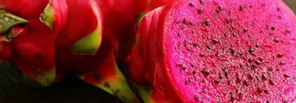 红心火龙果和柿子能一起吃吗