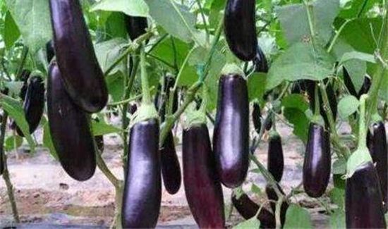 磨茹和茄子能一起吃吗