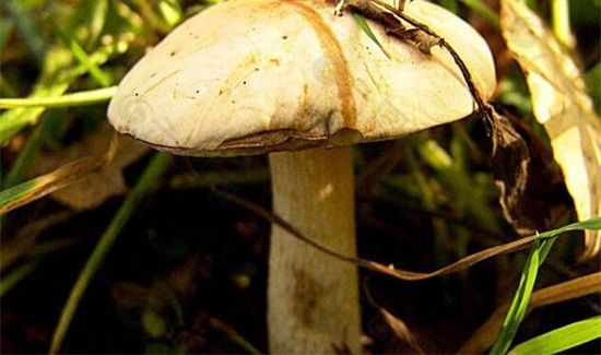 磨茹和茄子能一起吃吗