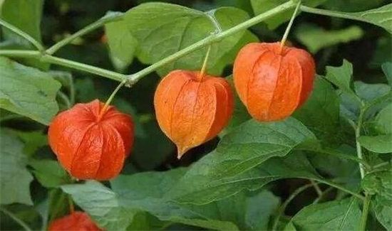 红姑娘的禁忌人群