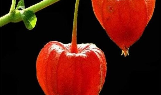 红姑娘的禁忌人群