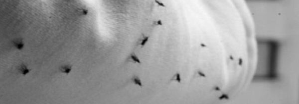 垃圾桶小飞虫怎么消灭小窍门