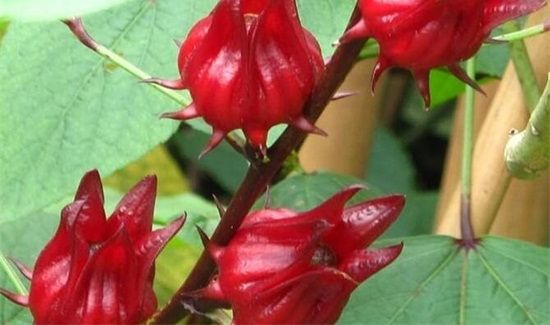 红桃k的核有什么作用