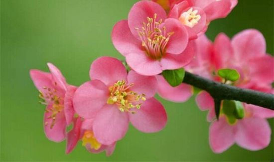 红瘦是指那种花