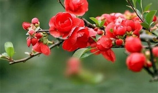 红瘦是指那种花