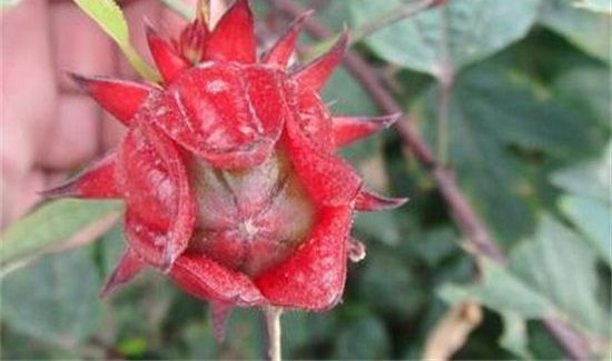 红桃k的核有什么作用