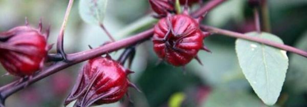 红桃k的核有什么作用