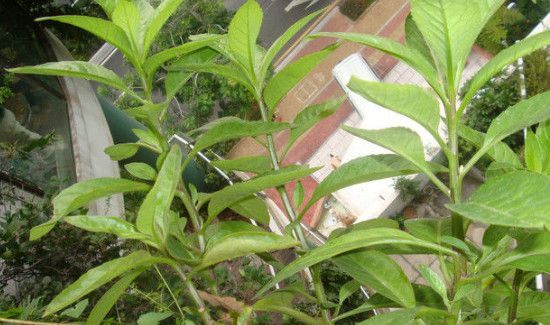 吃金鸡毛草的禁忌