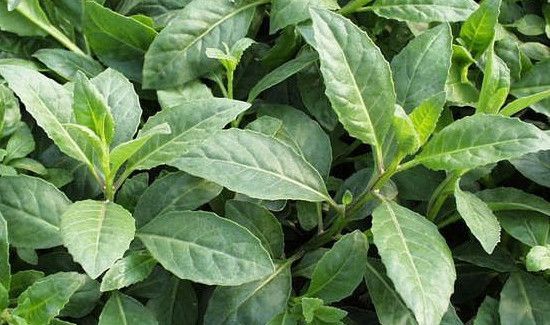 吃金鸡毛草的禁忌