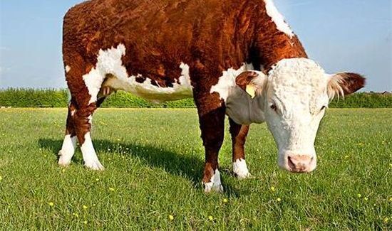 打不还手的动物是什么?